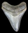 Finely Serrated Megalodon Tooth - Georgia #31320-1